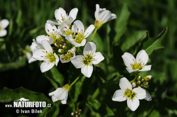 Žerušnica horká (Cardamine amara)