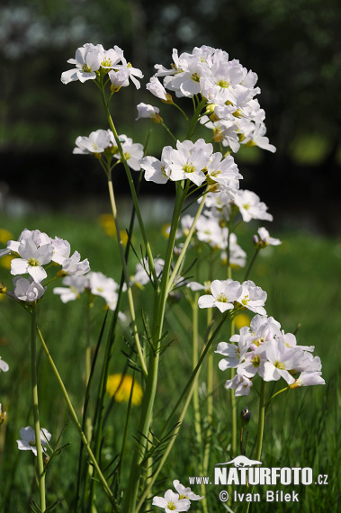 Žerušnica lúčna (Cardamine pratensis)