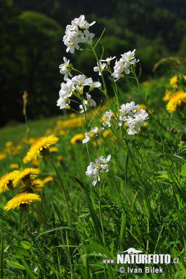 Žerušnica lúčna (Cardamine pratensis)