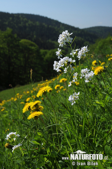 Žerušnica lúčna (Cardamine pratensis)