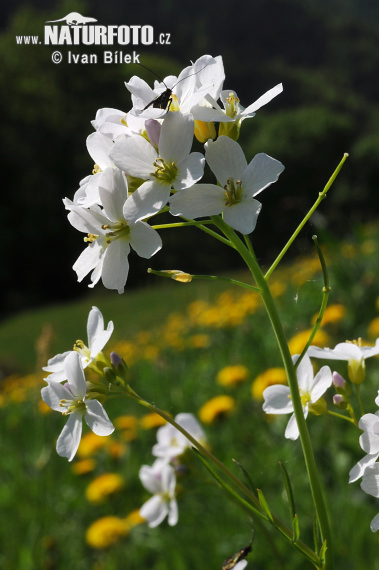 Žerušnica lúčna (Cardamine pratensis)