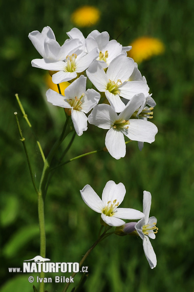 Žerušnica lúčna (Cardamine pratensis)