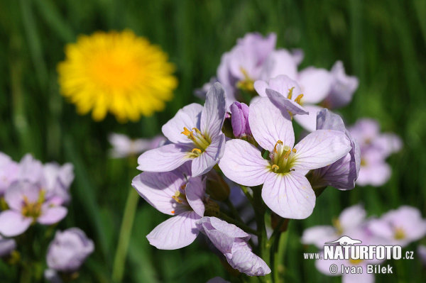 Žerušnica lúčna (Cardamine pratensis)