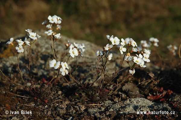 Žerušničník srstnatý (Cardaminopsis petraea)