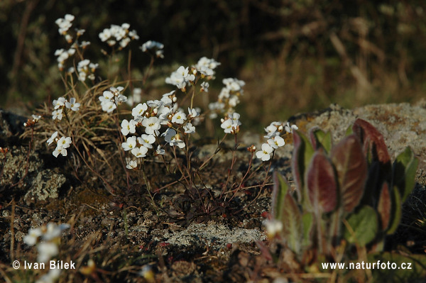 Žerušničník srstnatý (Cardaminopsis petraea)