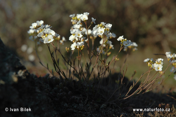 Žerušničník srstnatý (Cardaminopsis petraea)