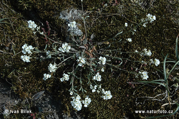 Žerušničník srstnatý (Cardaminopsis petraea)