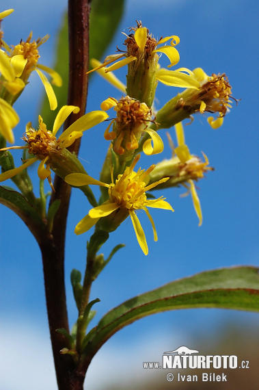 Zlatobyľ obyčajná pravá (Solidago virgaurea L. subsp. virgaurea)