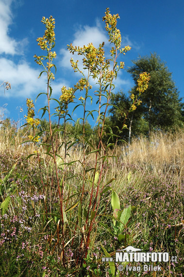 Zlatobyľ obyčajná pravá (Solidago virgaurea L. subsp. virgaurea)