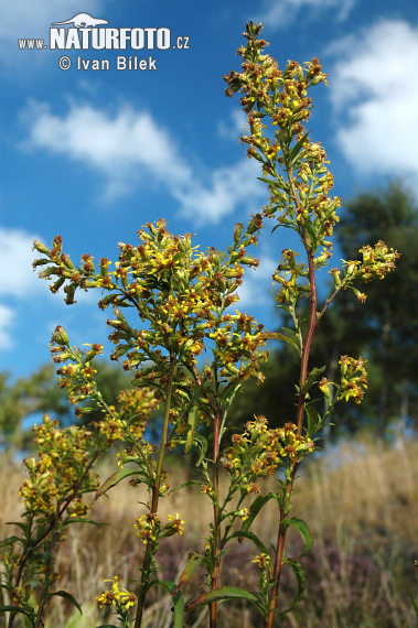 Zlatobyľ obyčajná pravá (Solidago virgaurea L. subsp. virgaurea)