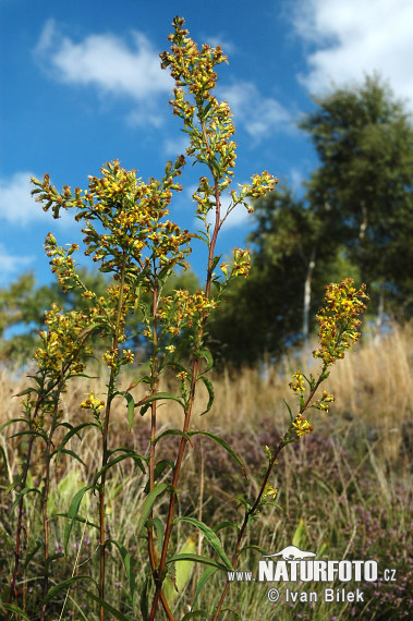 Zlatobyľ obyčajná pravá (Solidago virgaurea L. subsp. virgaurea)