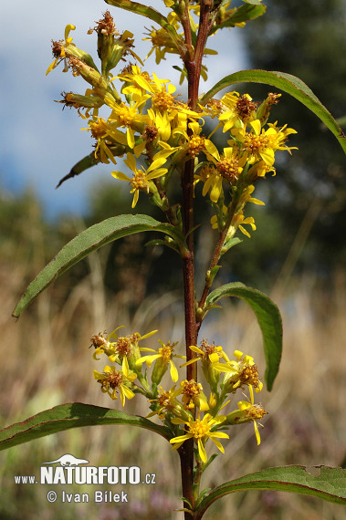 Zlatobyľ obyčajná pravá (Solidago virgaurea L. subsp. virgaurea)