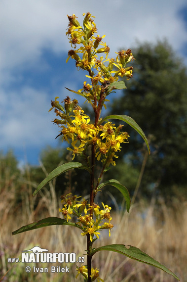 Zlatobyľ obyčajná pravá (Solidago virgaurea L. subsp. virgaurea)