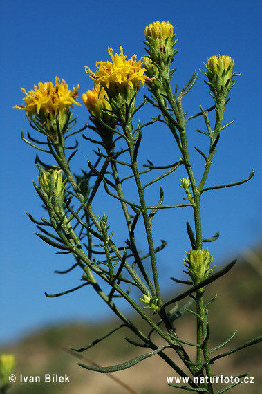 Zlatovlások obyčajný (Aster linosyris)