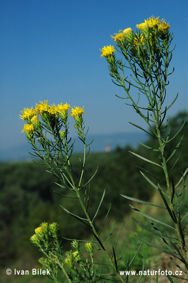 Zlatovlások obyčajný (Aster linosyris)