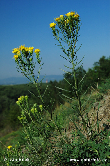 Zlatovlások obyčajný (Aster linosyris)