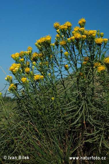 Zlatovlások obyčajný (Aster linosyris)