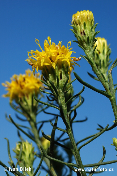 Zlatovlások obyčajný (Aster linosyris)