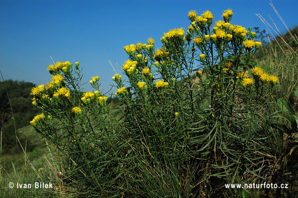 Zlatovlások obyčajný (Aster linosyris)