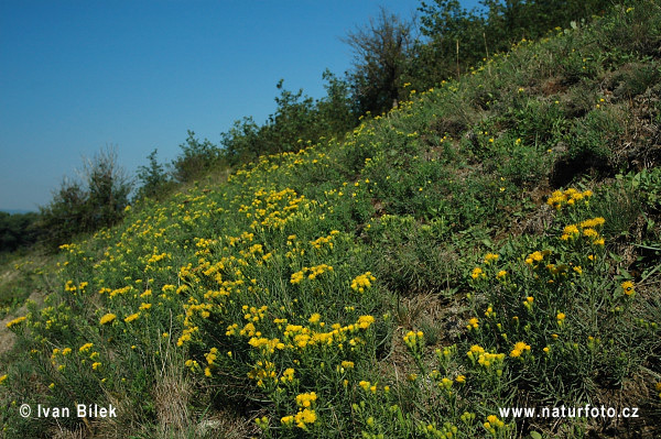 Zlatovlások obyčajný (Aster linosyris)