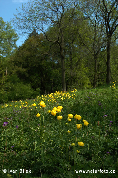 Žltohlav najvyšší (Trollius altissimus)