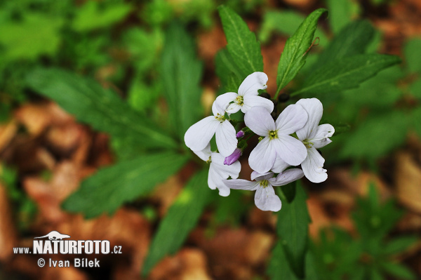 Zubačka cibuľkonosná (Dentaria bulbifera)