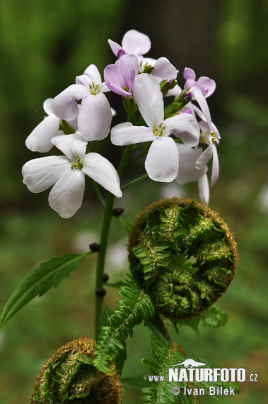 Zubačka cibuľkonosná (Dentaria bulbifera)