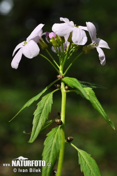 Zubačka cibuľkonosná (Dentaria bulbifera)