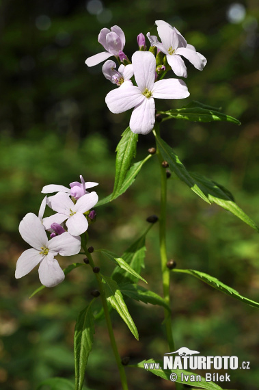 Zubačka cibuľkonosná (Dentaria bulbifera)