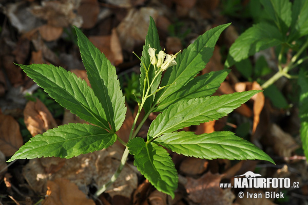 Zubačka deväťlistá (Dentaria enneaphyllos)