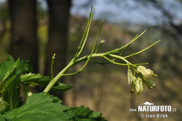 Zubačka deväťlistá (Dentaria enneaphyllos)