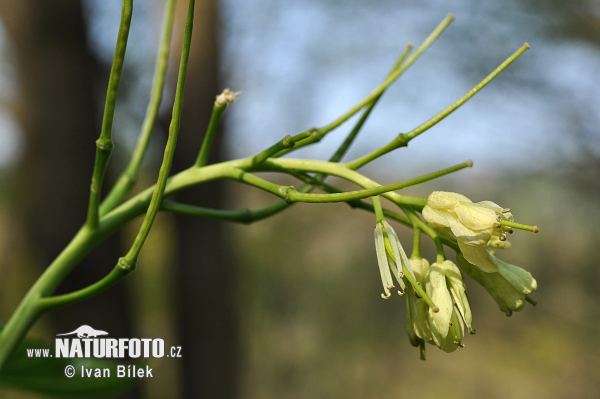 Zubačka deväťlistá (Dentaria enneaphyllos)