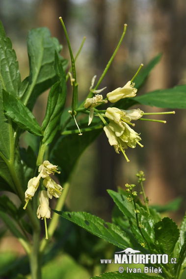 Zubačka deväťlistá (Dentaria enneaphyllos)