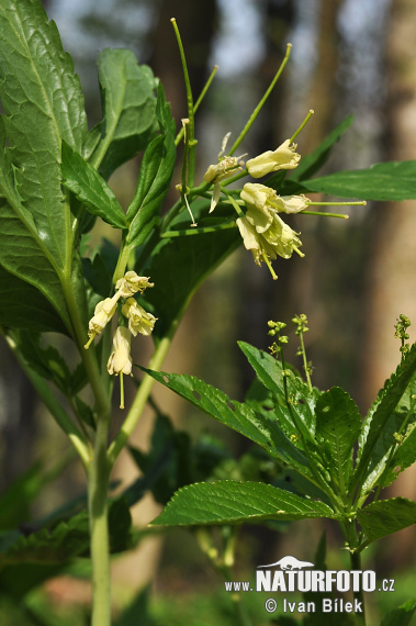 Zubačka deväťlistá (Dentaria enneaphyllos)