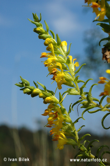 Zúbkokvet žltý (Orthantha lutea)