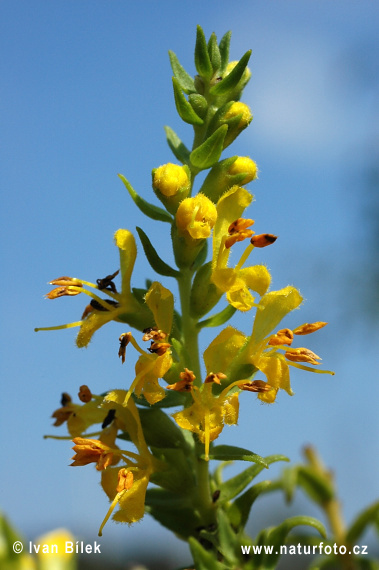 Zúbkokvet žltý (Orthantha lutea)