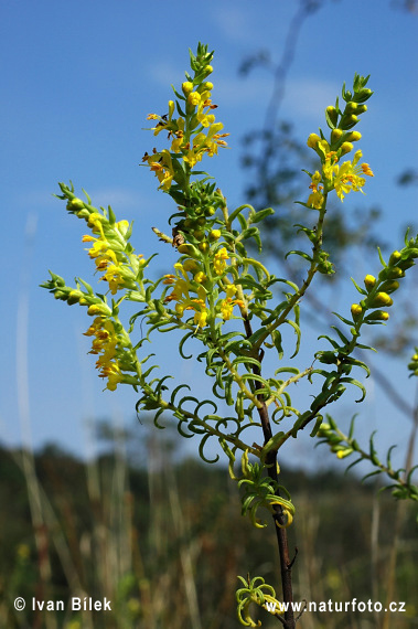 Zúbkokvet žltý (Orthantha lutea)