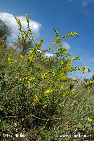 Zúbkokvet žltý (Orthantha lutea)