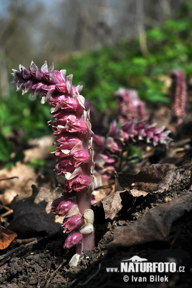 Zubovník šupinatý (Lathraea squamaria)