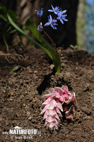 Zubovník šupinatý (Lathraea squamaria)