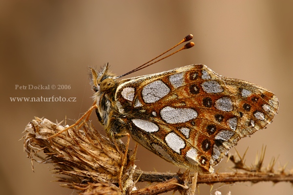 Perlovec malý (Issoria lathonia)