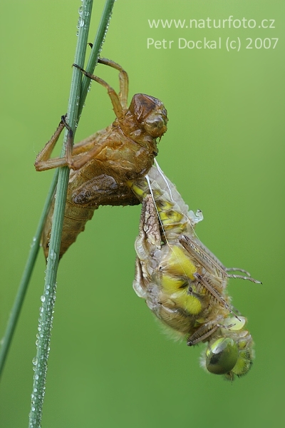 Prodni modrač (Orthetrum cancellatum)