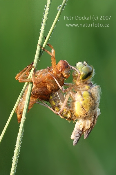 Prodni modrač (Orthetrum cancellatum)