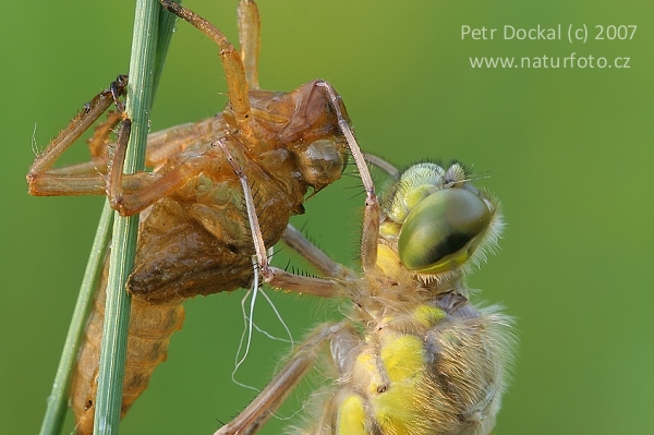 Prodni modrač (Orthetrum cancellatum)