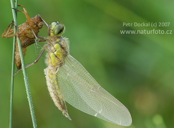 Prodni modrač (Orthetrum cancellatum)