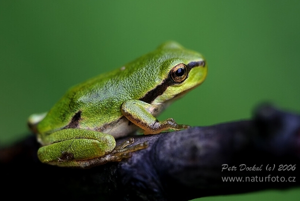 Rosnička zelená (Hyla arborea)