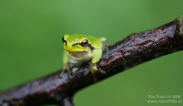 Rosnička zelená (Hyla arborea)