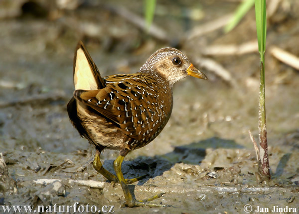 Chriašteľ chriašť bodkovaný (Porzana porzana)