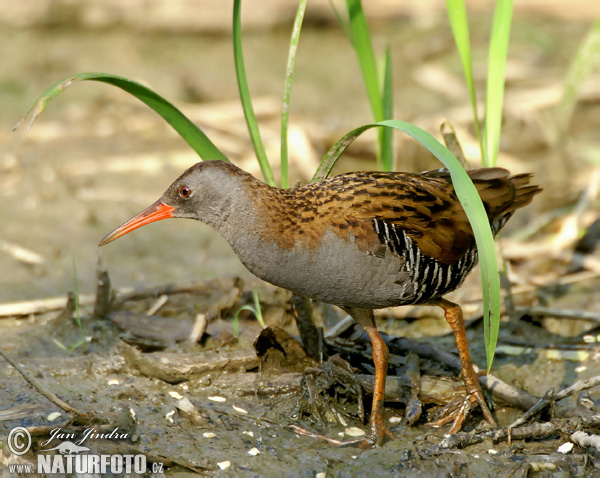 Chriašteľ vodný (Rallus aquaticus)