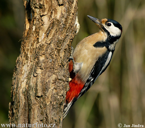 Ďateľ veľký (Dendrocopos major)